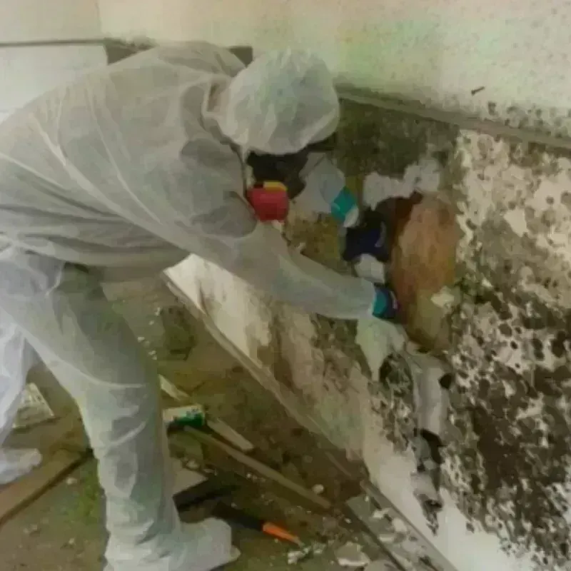 Mold Remediation and Removal in Burnettown, SC